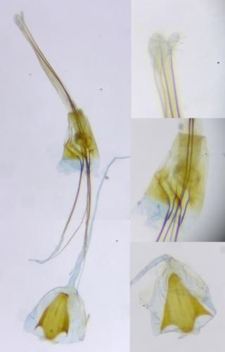 Réf. 273 662 : Opogona omoscopa